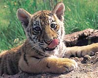 China turning blind eye to tiger trade: campaign group