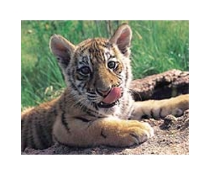 Doomed deer freed to feed China's elusive tigers