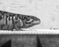 Strolling salamanders offer clues on move water to land
