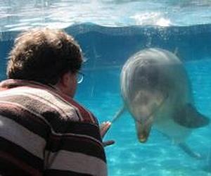 Dolphins use double sonar