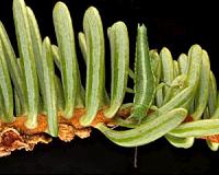 Caught in the act: Study probes evolution of California insect