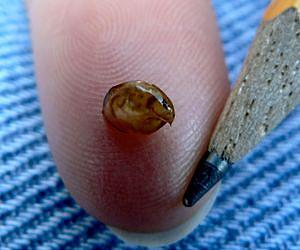 Unexpected Crustacean Diversity Discovered in Northern Freshwater Ecosystems