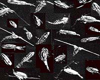 Warming Climate And Cod Collapse Have Combined To Cause Rapid North Atlantic Ecosystem