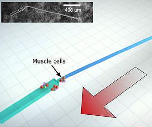 Tiny swimming bio-bots boldly go where no bot has swum before