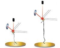 Nanoribbons in solutions mimic nature