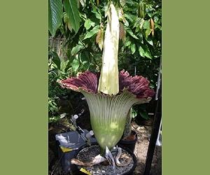 Can Plants Generate Magnetic Fields