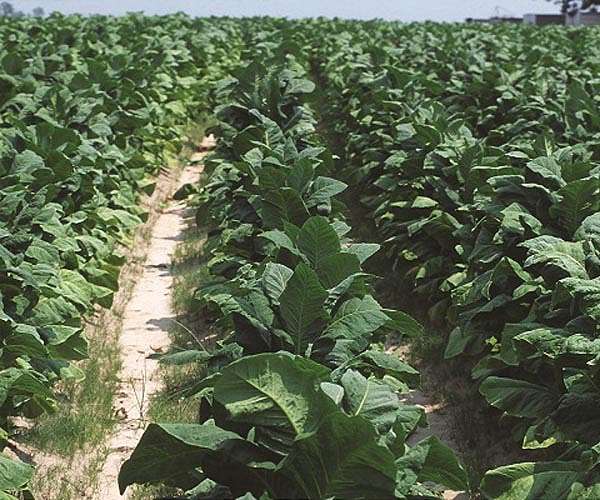Big tobacco's environmental impact is 'devastating': WHO