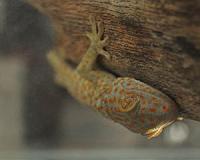 Scientists discover gecko secret