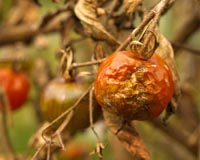 Late blight hits early in Northeast