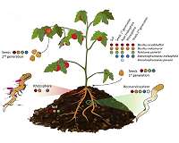 Plant seed research provides basis for sustainable alternatives to chemical fertilizers