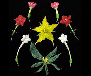 CSHL-led team discovers new way in which plants control flower production