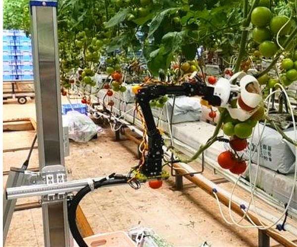 Robotic model boosts success rate for tomato picking