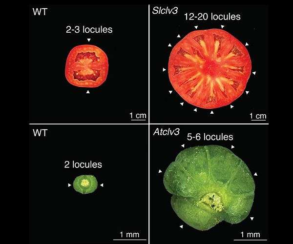 Unraveling the secrets of plant evolution: how 125 million years shaped today's crops