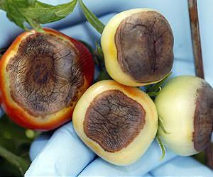 Blossom end rot plummets in Purdue-developed transgenic tomato