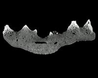 Forgotten fossil indicates earlier origin of teeth