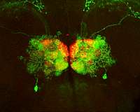 New technology will create brain wiring diagrams