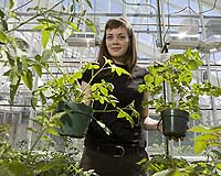 In An Evolutionary Arms Race A Bacterium Is Found That Outwits Tomato Plant's Defenses