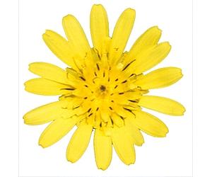 Flowering Plant Study 'Catches Evolution In The Act'
