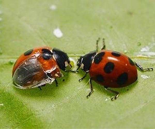 Smell emitted by ladybugs may provide alternative to harmful pesticides