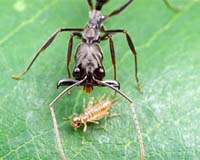 Tropical insects risk extinction with global warming: study
