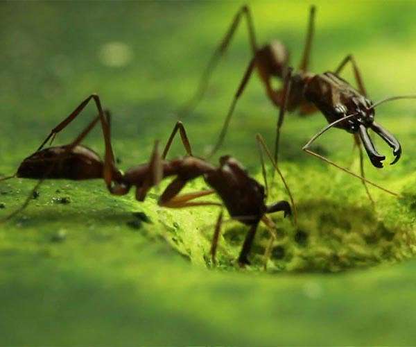 Simple tweaks helped the trap-jaw ant evolve its powerful bite