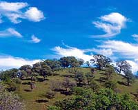Cork And Oak Trees Dying For Unknown Reasons