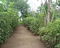Swaziland Spots Seeds Of Recovery In Biofuel Plant