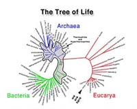 The Ammonia-Oxidizing Gene