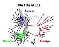Brown-Led Study Rearranges Some Branches On Animal Tree Of Life