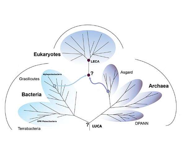 New insights into major transitions on the tree of life