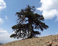 Europe's oldest known living inhabitant
