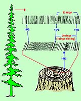 Columbia To Start Major Tree-Ring Climate Research Study
