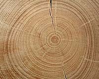 Tree Rings Show Elevated Tungsten Coincides With Nevada Leukemia Cluster