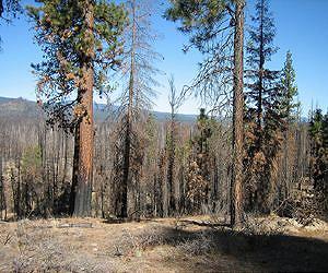 Active forest management to reduce fire could aid northern spotted owl
