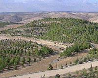 China to plant 2.5 billion trees: report