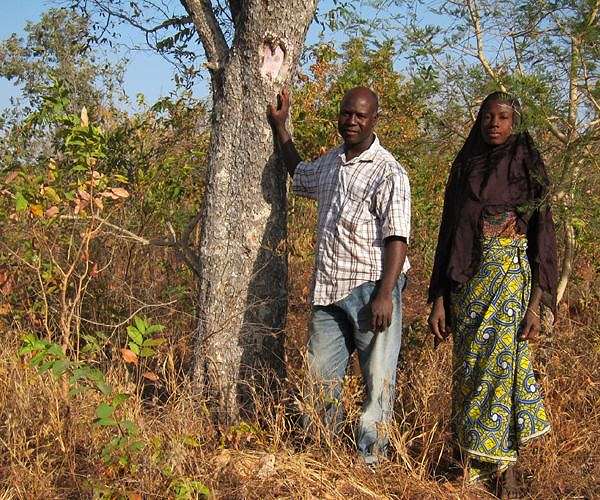 Benin's rare swamp forest 'at risk of disappearing'