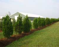 EU map of alien plant invasions is created