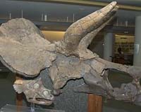 Smallest Triceratops Skull Described