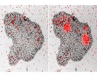 Animal without synapses feeds by external digestion using global, local cellular control