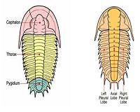 Early trilobites had stomachs, new fossil study finds