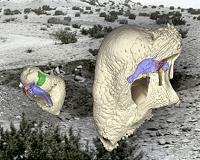 Bizarre new species of extinct reptile shows dinosaurs copied body, skull