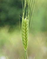 Ancient Genes Used To Produce Salt-Tolerant Wheat
