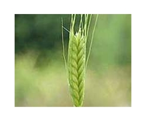 Good wheat harvest expected in Pakistan, despite floods