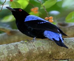 Climate change driving tropical birds to higher elevations