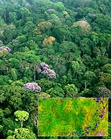 Soil Nutrients Shape Tropical Forests, Large-Scale Study Indicates