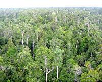 Scientists track Borneo's carbon reserves with Carnegie Airborne Observatory
