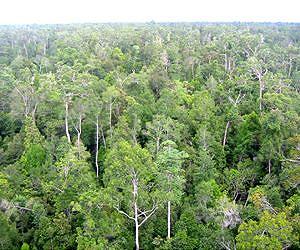 Heavily logged forests still valuable for tropical wildlife