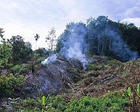 Damage To Forests Could Cost The Earth Its Major Carbon Sink