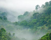 Global warming makes tropical soils leak CO2: study