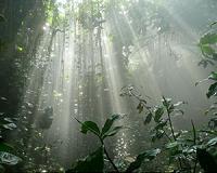 Study: Tropical forests to disappear faster than expected